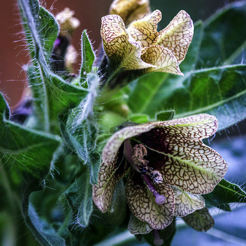 lib3_01_henbane