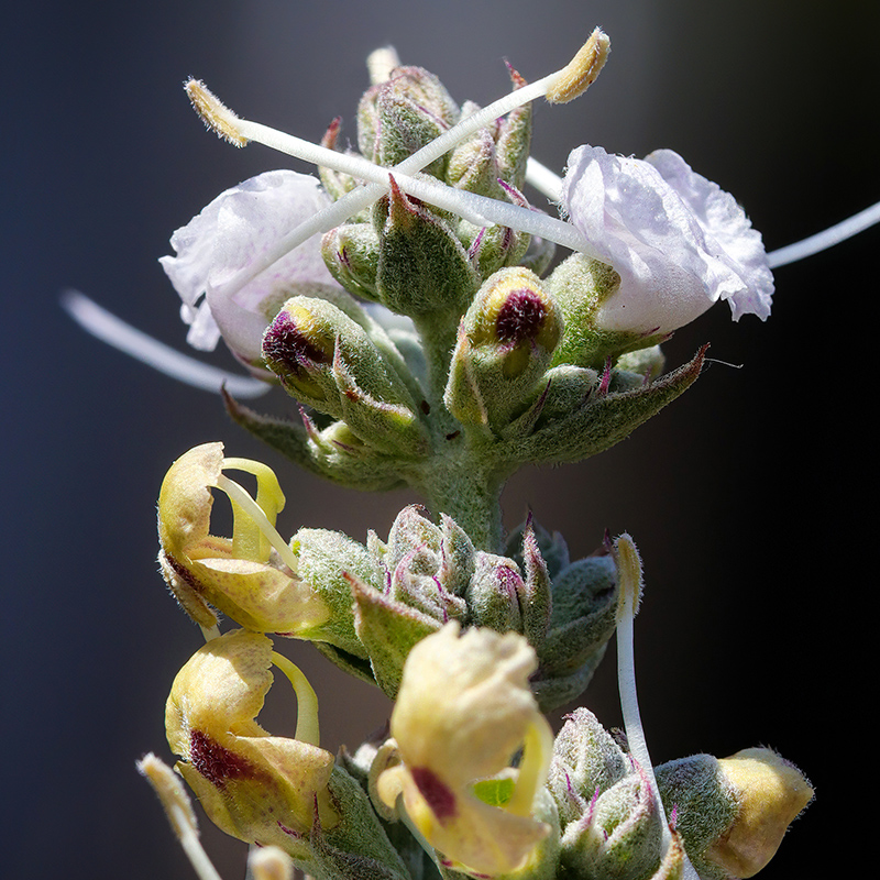 lib3_09_cretan_sage