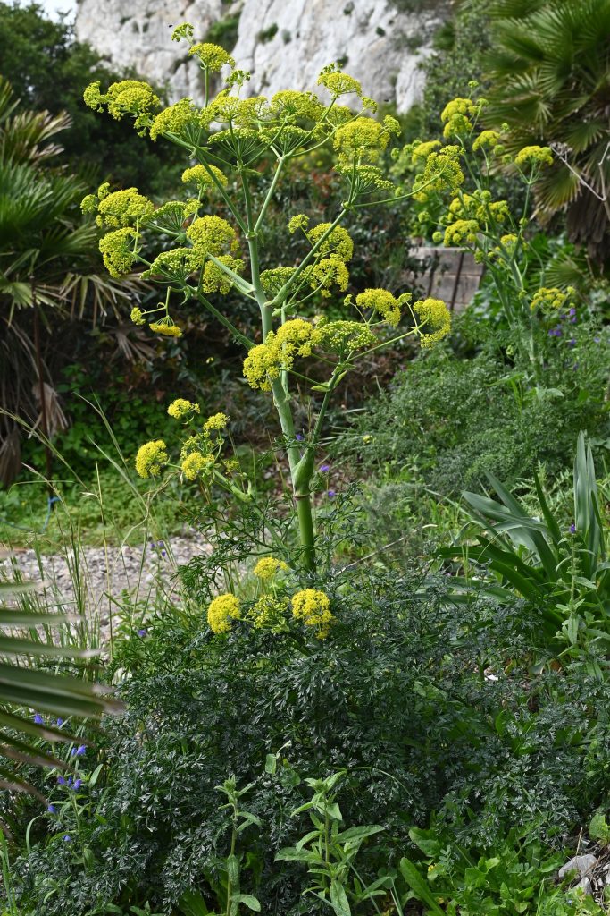 Ferula tingitana growing in Gibraltar. Photo by Krzysztof Ziarnek, 2024. CC 4.0