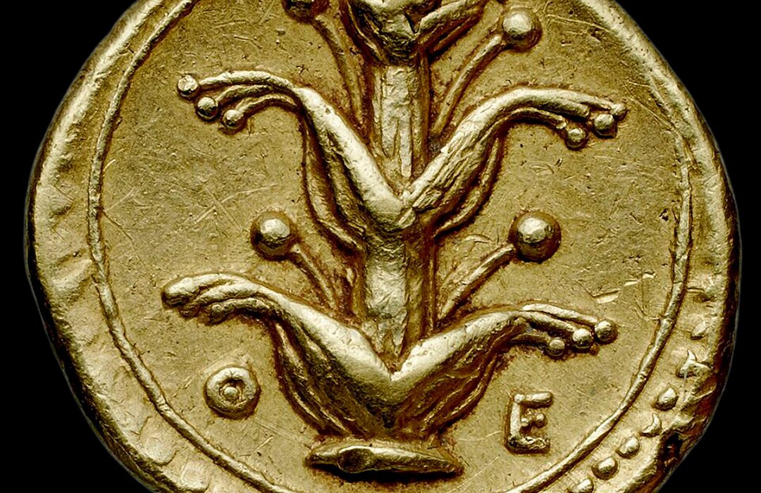 Gold coin from Kyrene featuring a Silphion plant