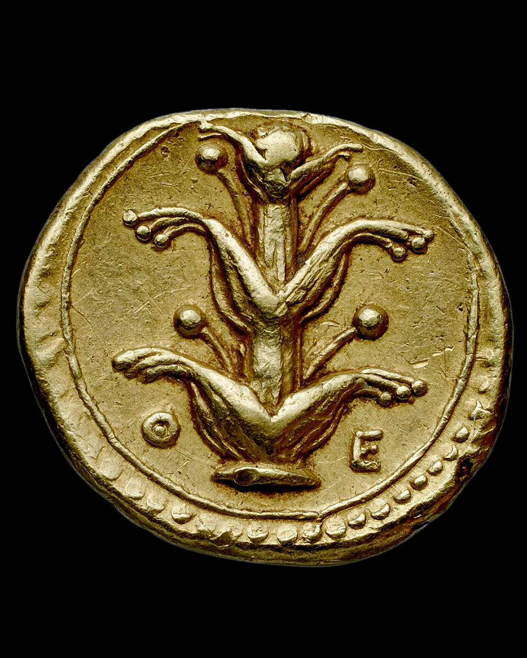 Gold coin from Kyrene featuring a Silphion plant