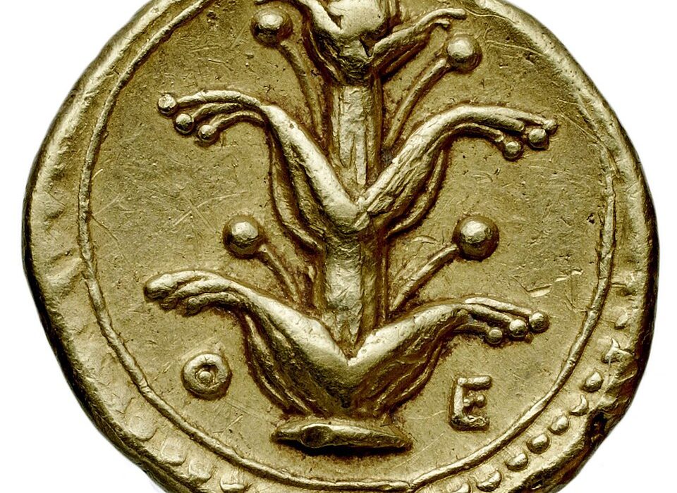 Gold coin from Kyrene featuring a Silphion plant