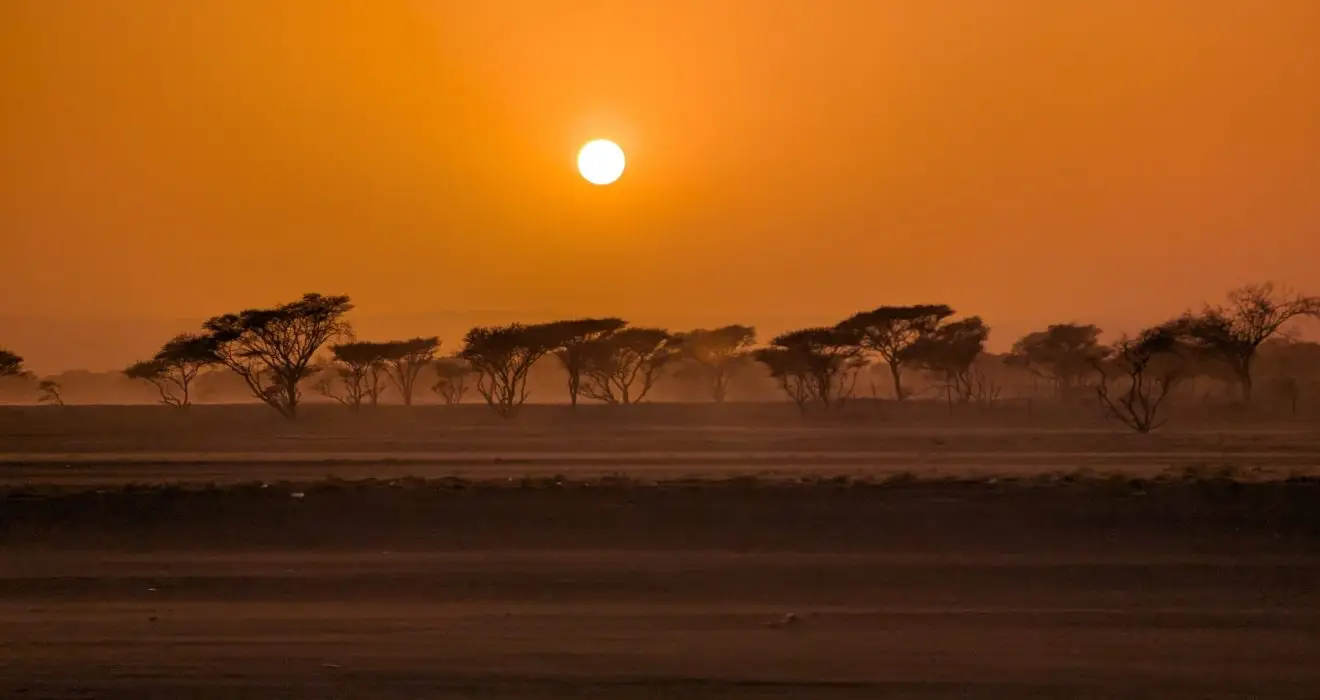 A group of Vachellia tortilis in the sunset, desert of Al Muntarib, Oman.