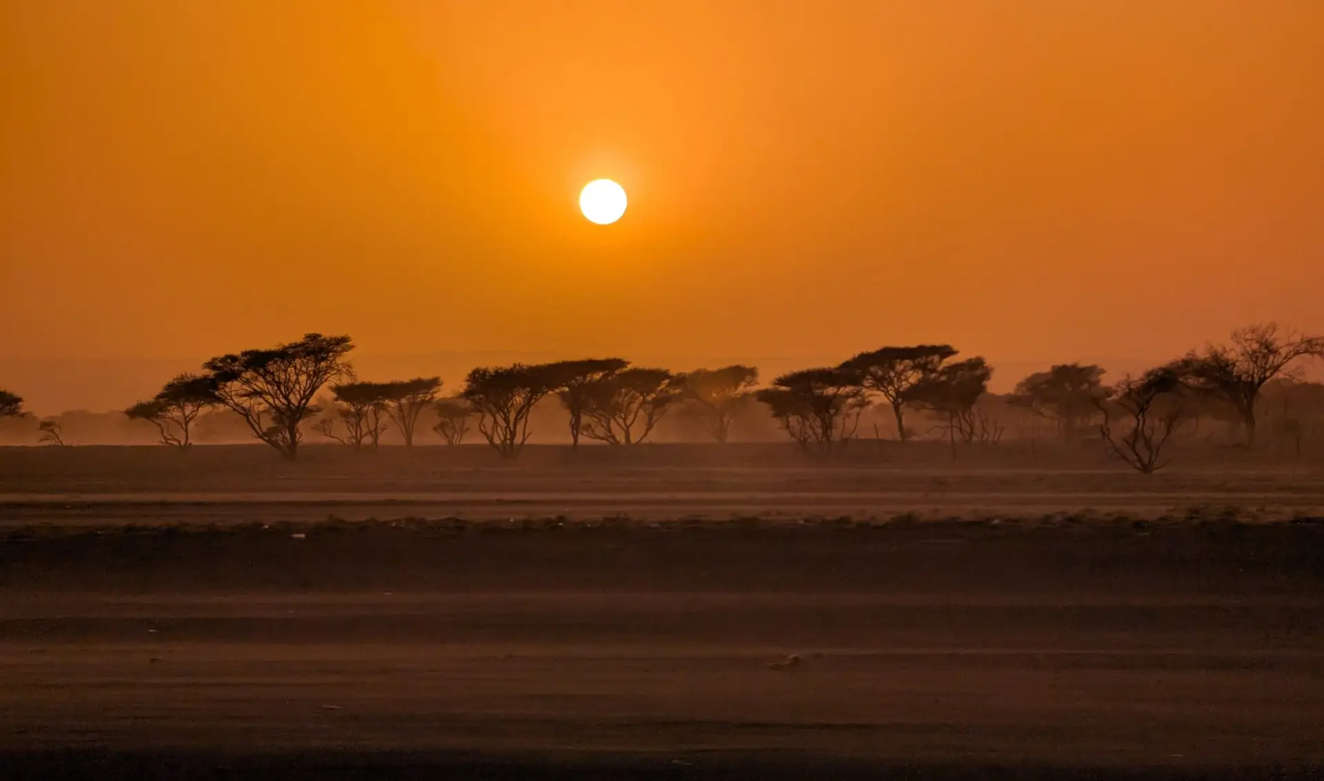 A group of Vachellia tortilis in the sunset, desert of Al Muntarib, Oman.