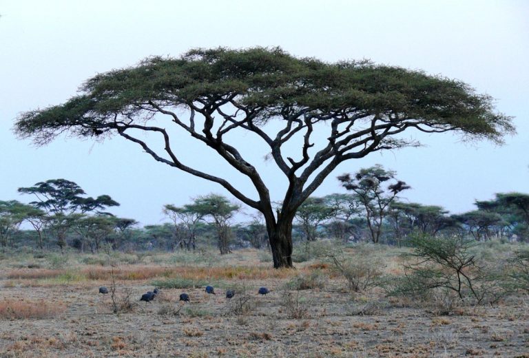 The Umbrella Acacia, Vachellia tortilis.