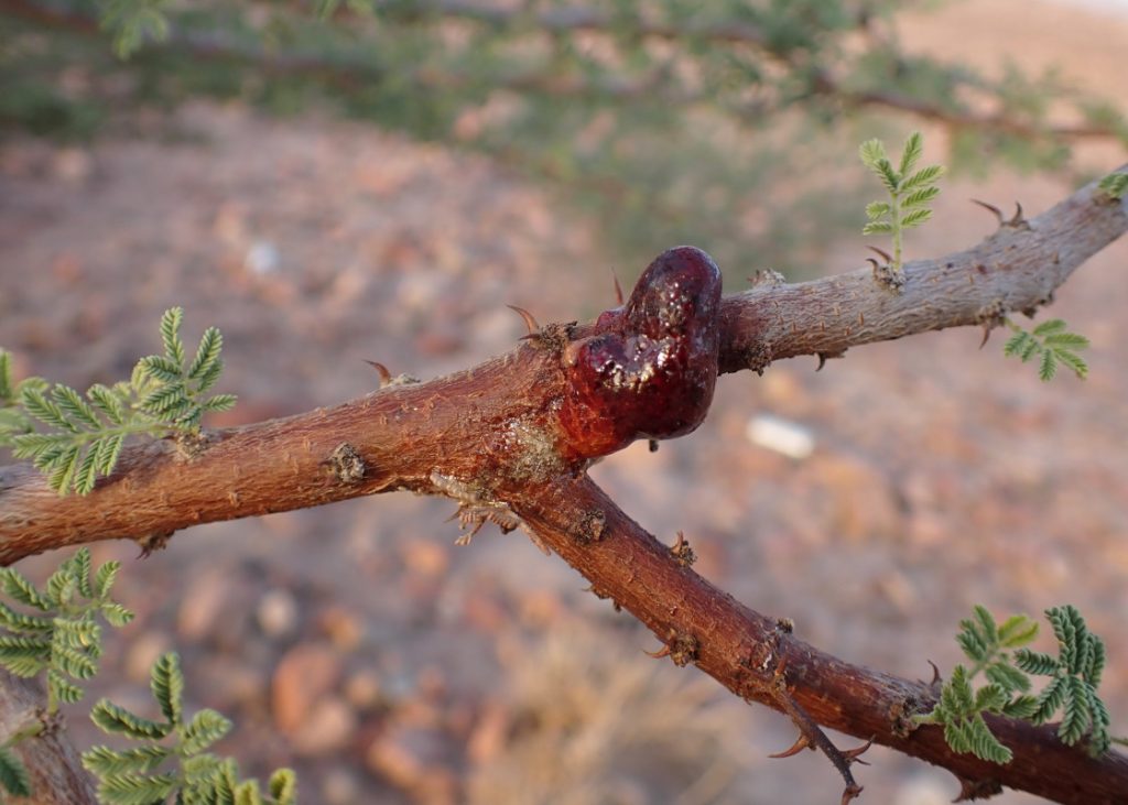 Resin exudating from Vachellia tortilis