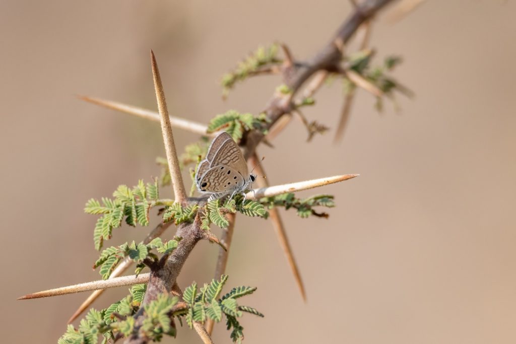 Anthene amarah ssp. turlini butterfly on Vachellia tortilis.