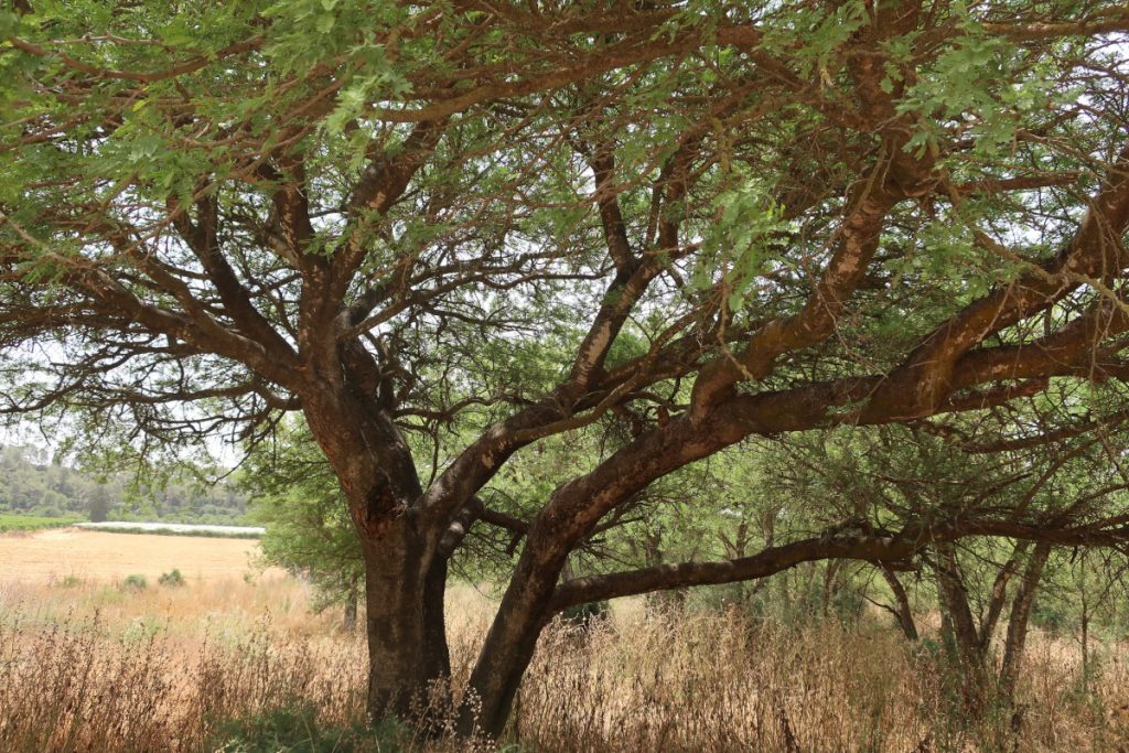 White acacia (Faidherbia albida) growing in the Elah Valley (Israel).