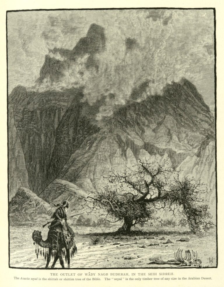 "The outlet of Wâdy Nagb Buderah, in the Seih Sidreh". The source identifies the shittim tree as A. seyal, "the only timber tree of any size in the Arabian Desert".