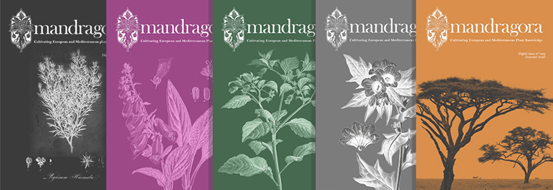 Mandragora Digital Bulletin covers