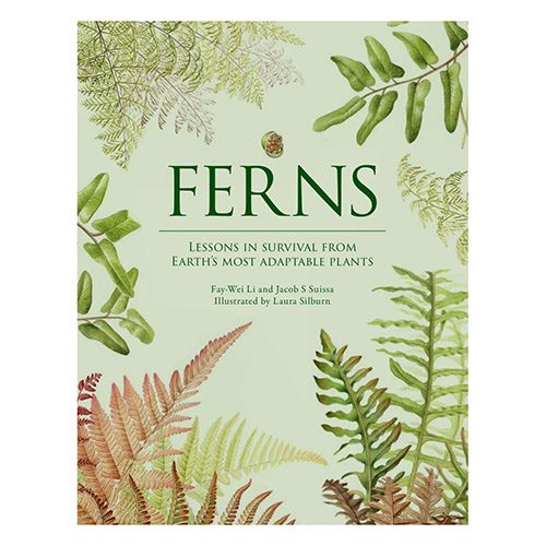 Ferns